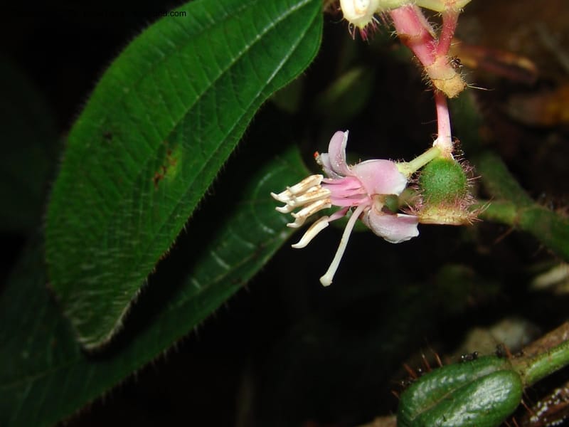 Tococa guianensis, AAraujoM1251--Bolivia. Pq. Nac. Madidi. Chalalan. Send. Anta. 30 Nov 04. 252.jpg