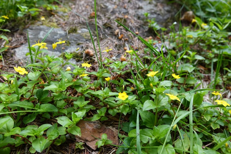 Lysimachia nemorum, Davidson, C 13258--Switzerland. Oberwald. Chapel St. Nikolas. 2 Jul 2016. DSC07728 (548).JPG