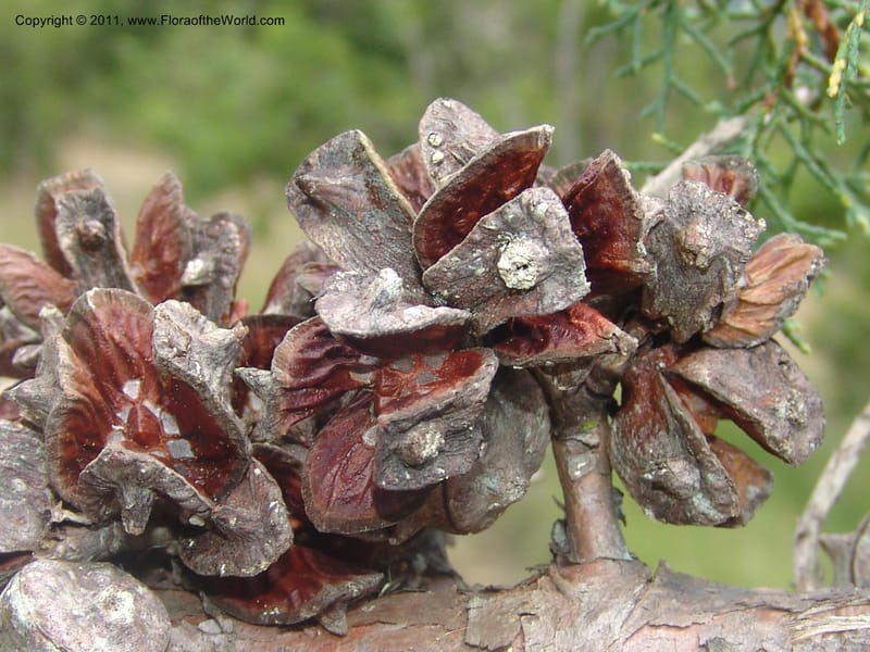 Widdringtonia schwartzii--So.Africa. Mpumal. Buffelskloof Private Nat. Res. 17 Mch 05. 163.jpg
