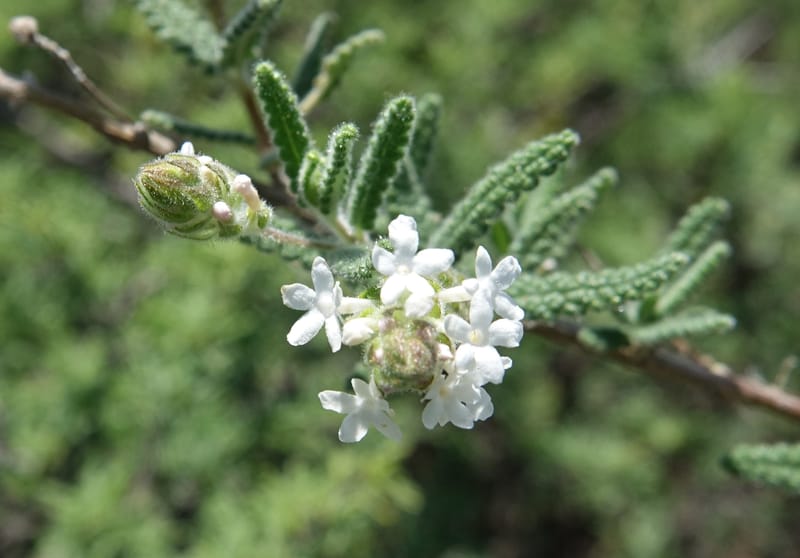 Aloysia castellanosii, Fortunato 13147--Argentina. Hwy 150, S of Ischigualasto. 7 Feb 2018. DSC09263 (61).JPG