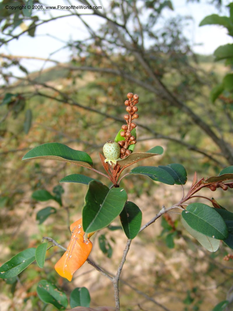 Croton gratissimus--So. Africa. Lowveld Nat. Bot. Gard. 14 Mch 05. 246.jpg