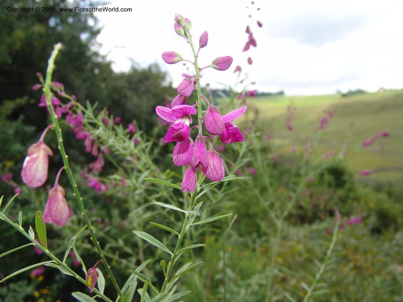 Polygala virgata--So.Africa. KZN. Midl. Meand. Granny Mouse. 13 Mch 05. 025.jpg