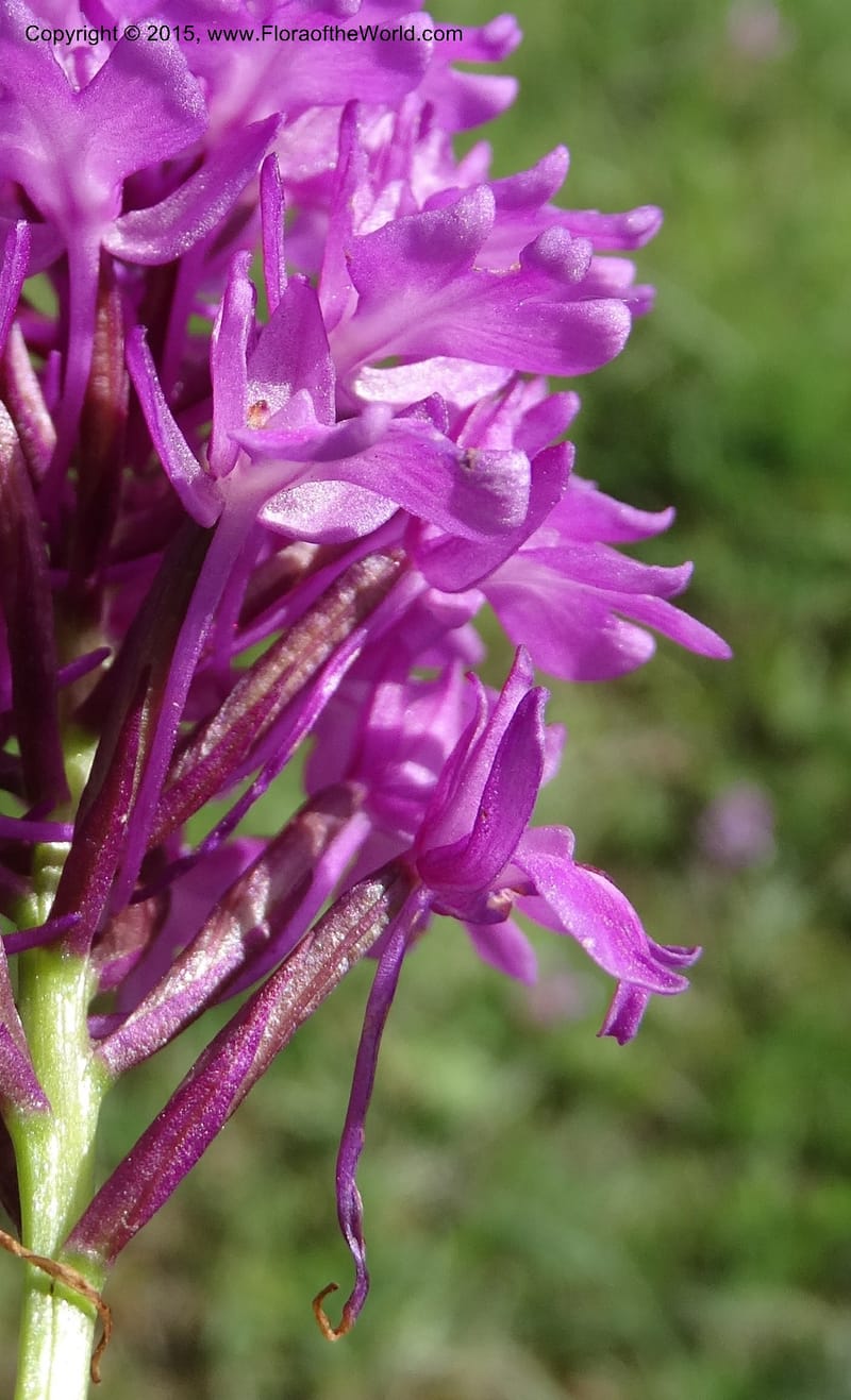 Anacamptis pyramidalis, Davidson, C 12453--Georgia (Caucasus). Shio Mgvime. 7 Jun 2014. DSC07779 (44).JPG