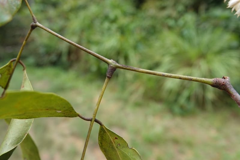 Stachyothyrsus staudtii, C. Davidson 14054--Gabon. Maboumine. 23 Oct 2019. DSC01631 (119).JPG