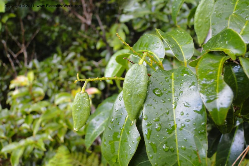 Agatea, Specimen lost--Fiji. Nadarivatu Nature Reserve. 10 Feb 2011. 026 (67).jpg