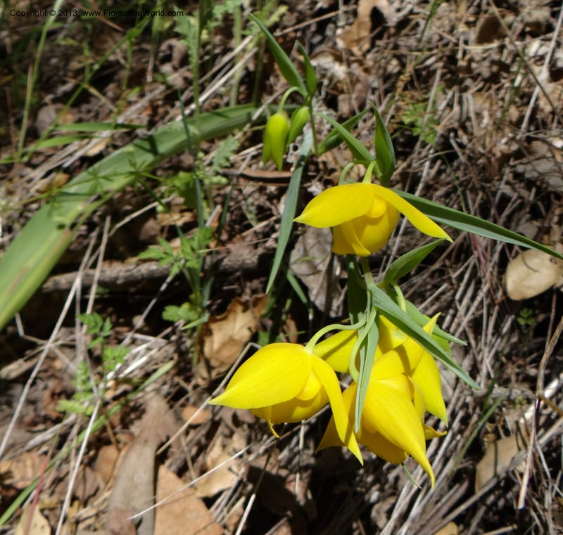 Calochortus amabilis, Davidson, C 12123--USA, California, Napa Co. 16 Apr 2013  9999 (3).JPG