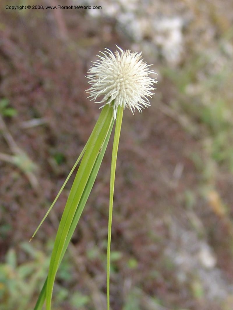 Cyperus--Tanzania. Zanzibar. Jozani Forest to Paje Rd. 17 Jul 04. 064.jpg