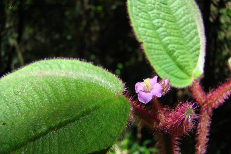 Allomorphia inaequifolia, Regalado 1746--Viet Nam. Thua Thien Hue Prov. Phu Loc Distr. Bach Ma. 13 Apr 09. 310.jpg
