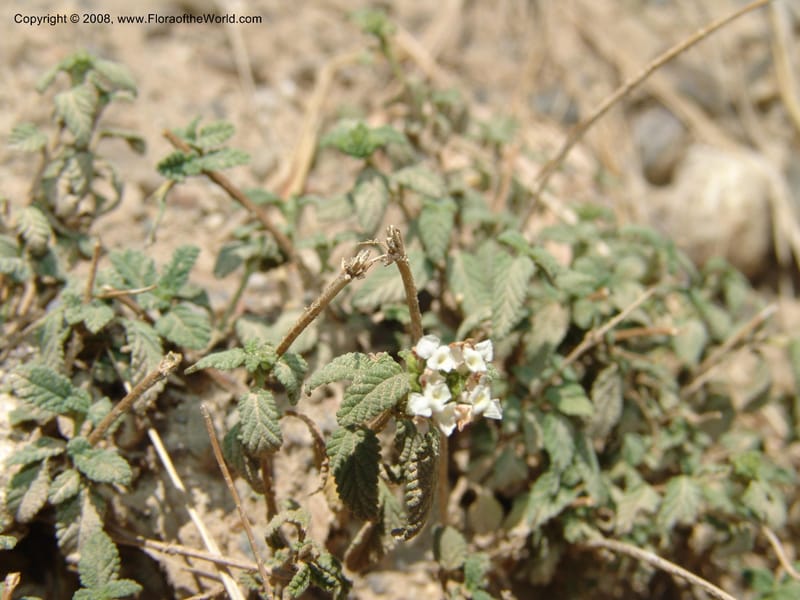 Lantana balansae--Bolivia. La Paz. Send. Aguila. 4 Dec 04. 046.jpg
