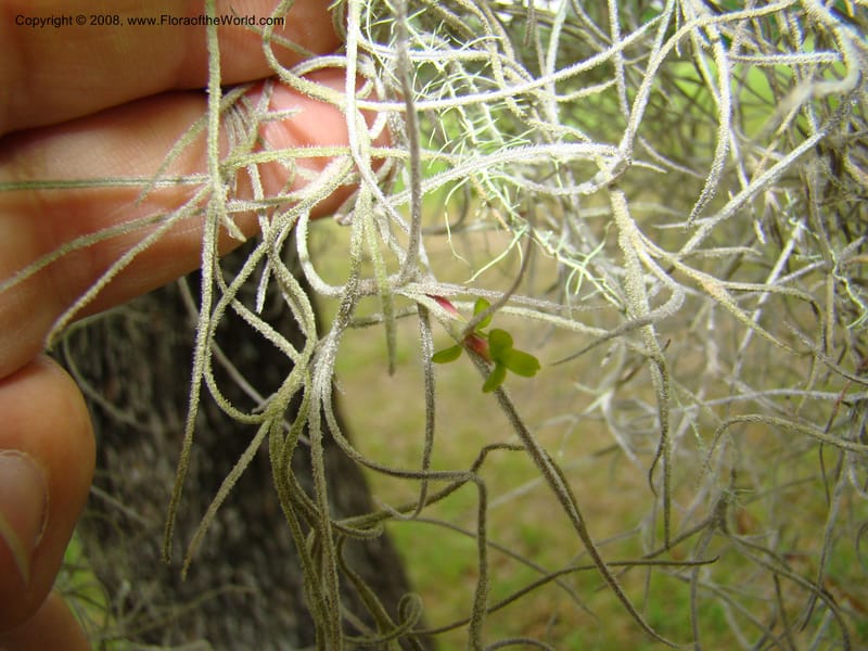 Tillandsia usneoides, CDavidson11164--TX. Walker Co. Newport Village Rd. 27 Apr 08. 135.jpg