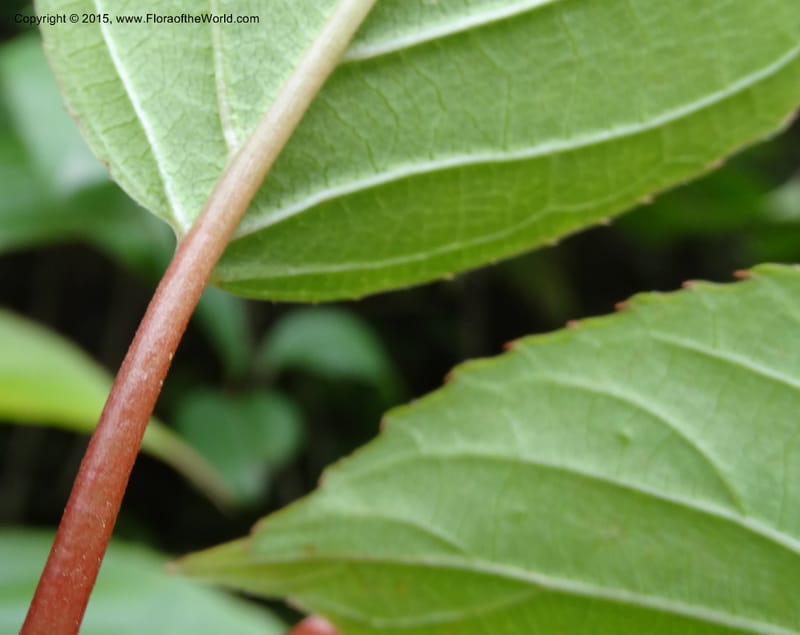 Actinidia, Boufford, D 43714--China. Sichuan. GanYangGou Rd. Km marker 7. 13 May 2014. DSC05676 (90).JPG