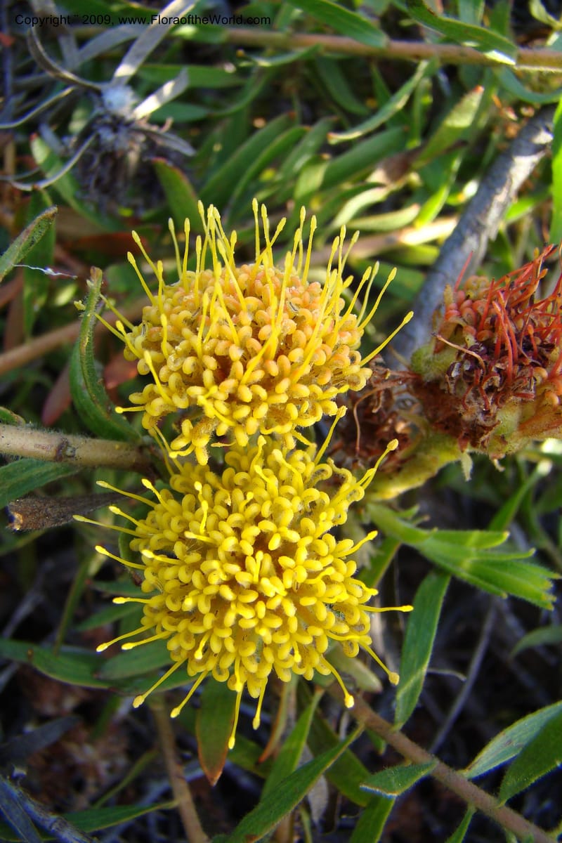 Leucospermum, Z. Rogers 1259--So. Africa. W. Cape. E of Stanford, Hermanus Rd. 19 Jan 09. 029.jpg