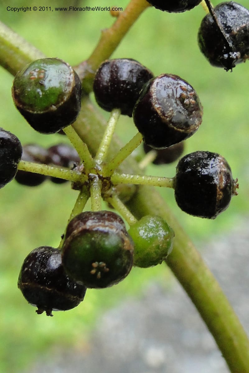 Schefflera vitiensis, M. Tuiwawa 4917--Fiji. Area of Monasavu Dam I. 9 Feb 2011. 201 (19).jpg