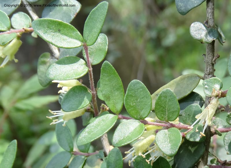 Lonicera, Boufford, D 43595--China. Sichuan. Tudiling Tunnel. 6 May 2014. DSC03860 (54).JPG