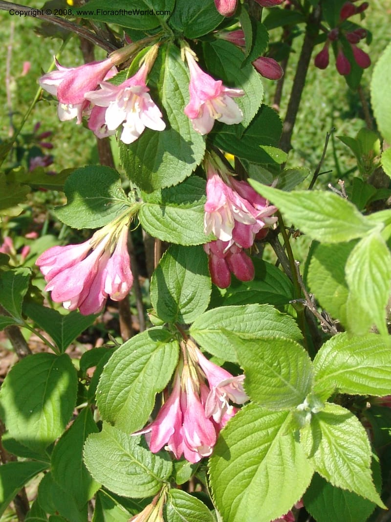 Weigela praecox--France. Nancy. Jard. Bot. Montet. 1 May 05. 079.jpg