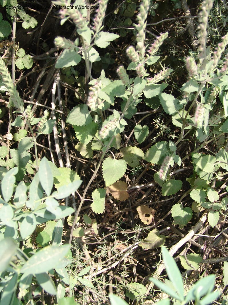 Scutellaria sieberi--Crete. Ep. Apokoronos. Roadside, ca. Douliana. 23 May 05. 051.jpg