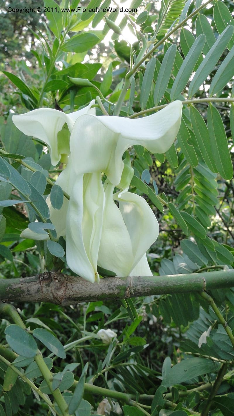 Sesbania grandiflora, Gereau--Tanzania. Univ. of Dar es Salaam. 9  May 2010 367 (12).jpg