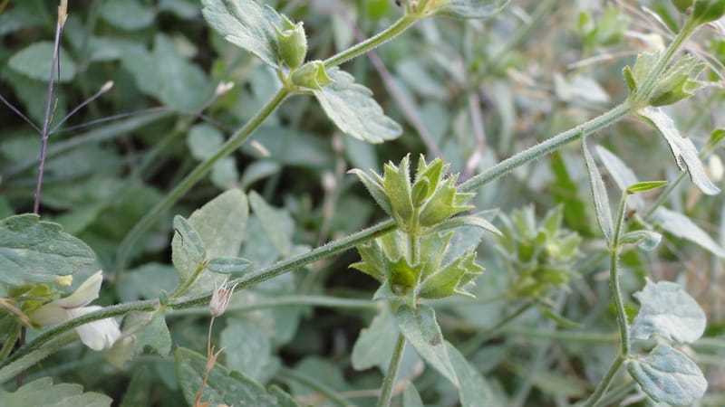 Stachys ballotiformis, A. G. Miller 132.11--Iraq. Kurdistan. Shakh-i Pira Magun. Gueza Khan. 11 June 2010. 089 (15).jpg