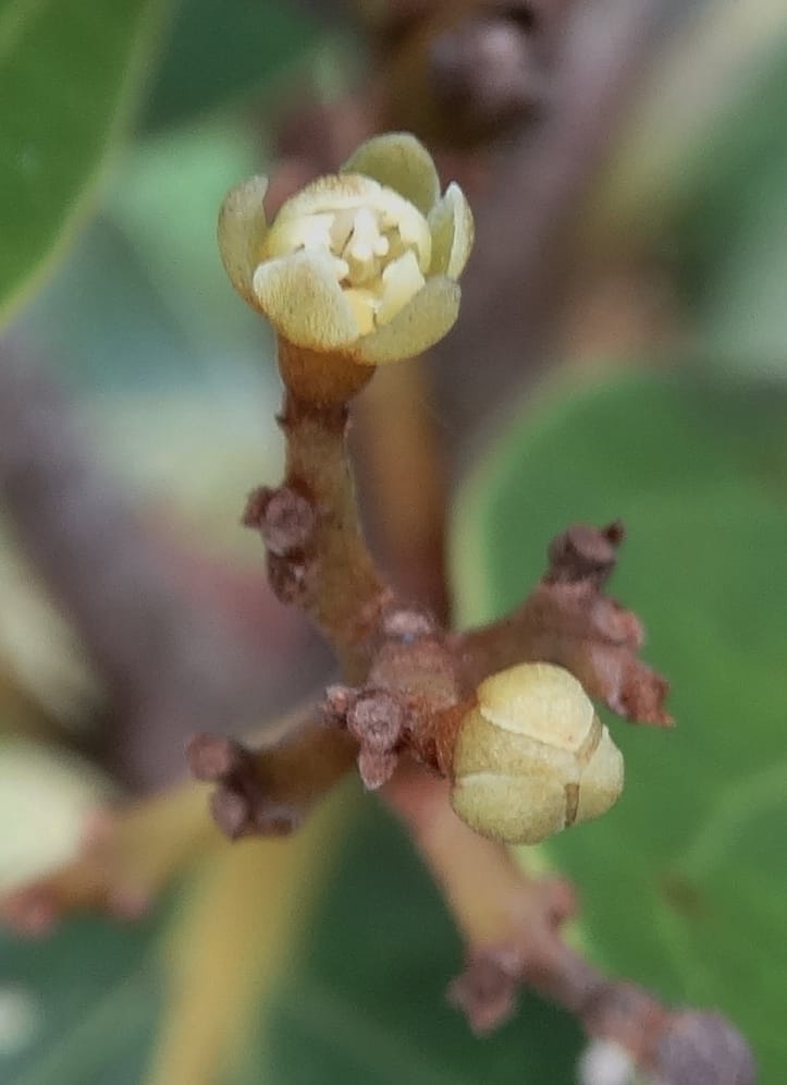 Cryptocarya, Munzinger, J 7347--Fiji. Delaikoro Mtn. 3 Nov 2015. DSC08393 (266).JPG