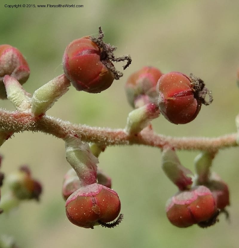 Coriaria nepalensis, Boufford, D 43590--China. Sichuan. Tudiling Tunnel. 6 May 2014. DSC03860 (105).JPG