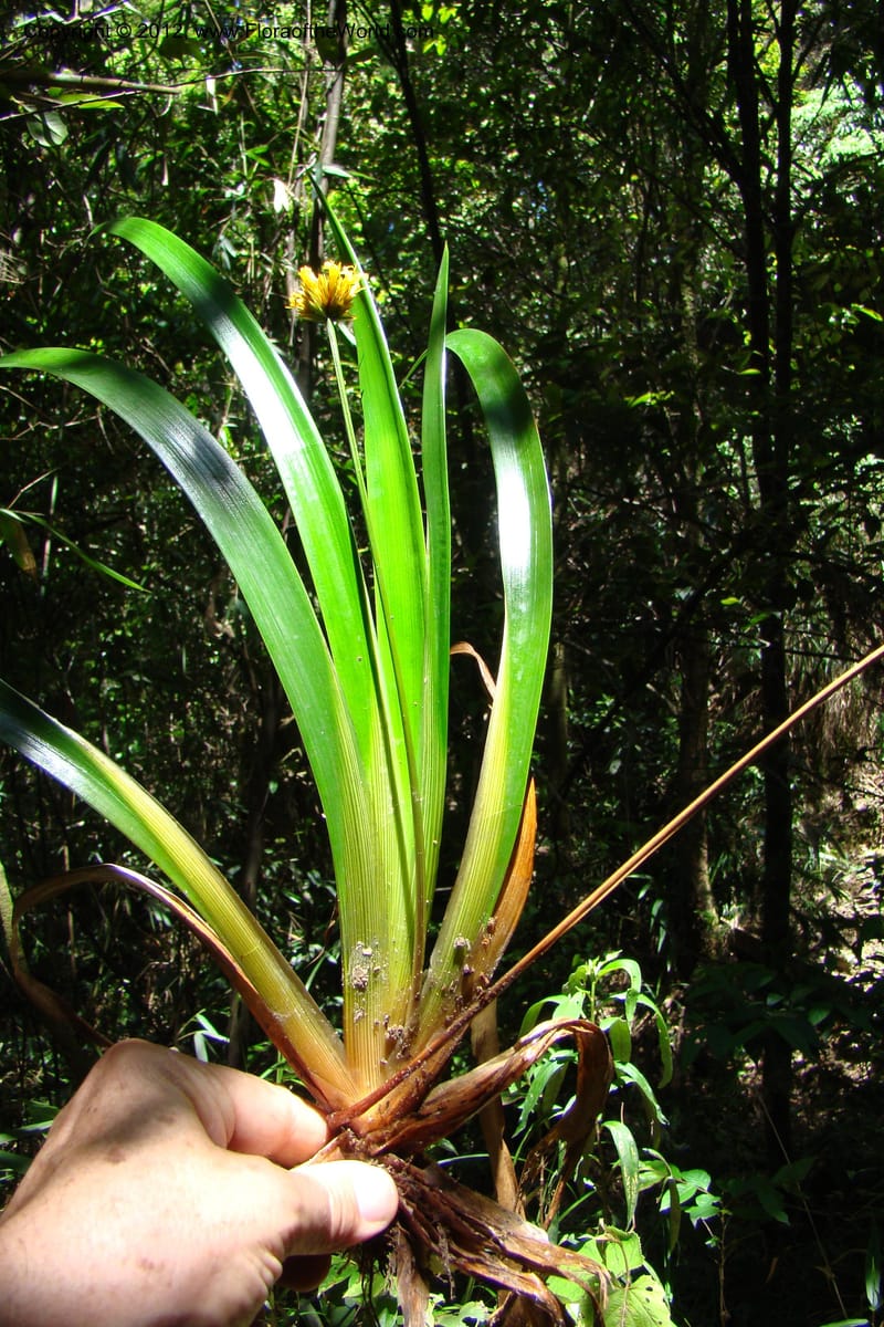 Xyris, Regalado 1745--Viet Nam. Thua Thien Hue Prov. Phu Loc Distr. Bach Ma. 13 Apr 09. 301.jpg
