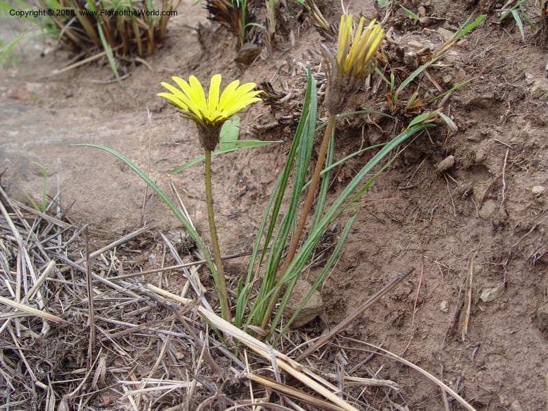 Gazania krebsiana--So. Africa. Drakensberg Mts. Giant's Castle. 4 Oct 03. 023.jpg