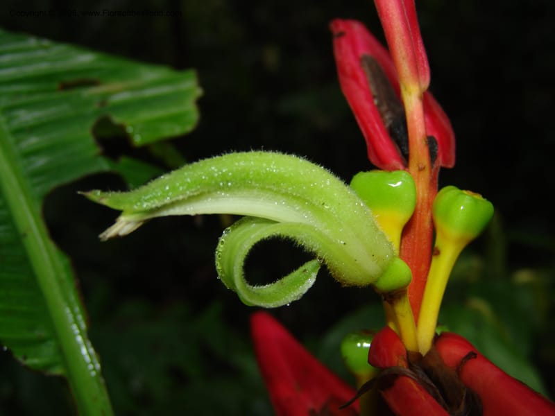 Heliconia aemygdiana v. transandina, Croat94411--Ecuador. Prov. Pichincha. Res. Guaycuyacu. 11 Feb 05.  003.jpg