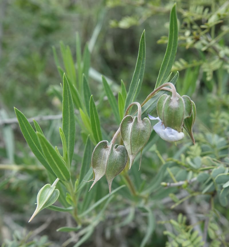 Trichodesma angustifolium, L. Nanyeni 1286--Namibia. Hwy 3031. Odom 155. 31 Mar 2018. DSC04738 (32).JPG