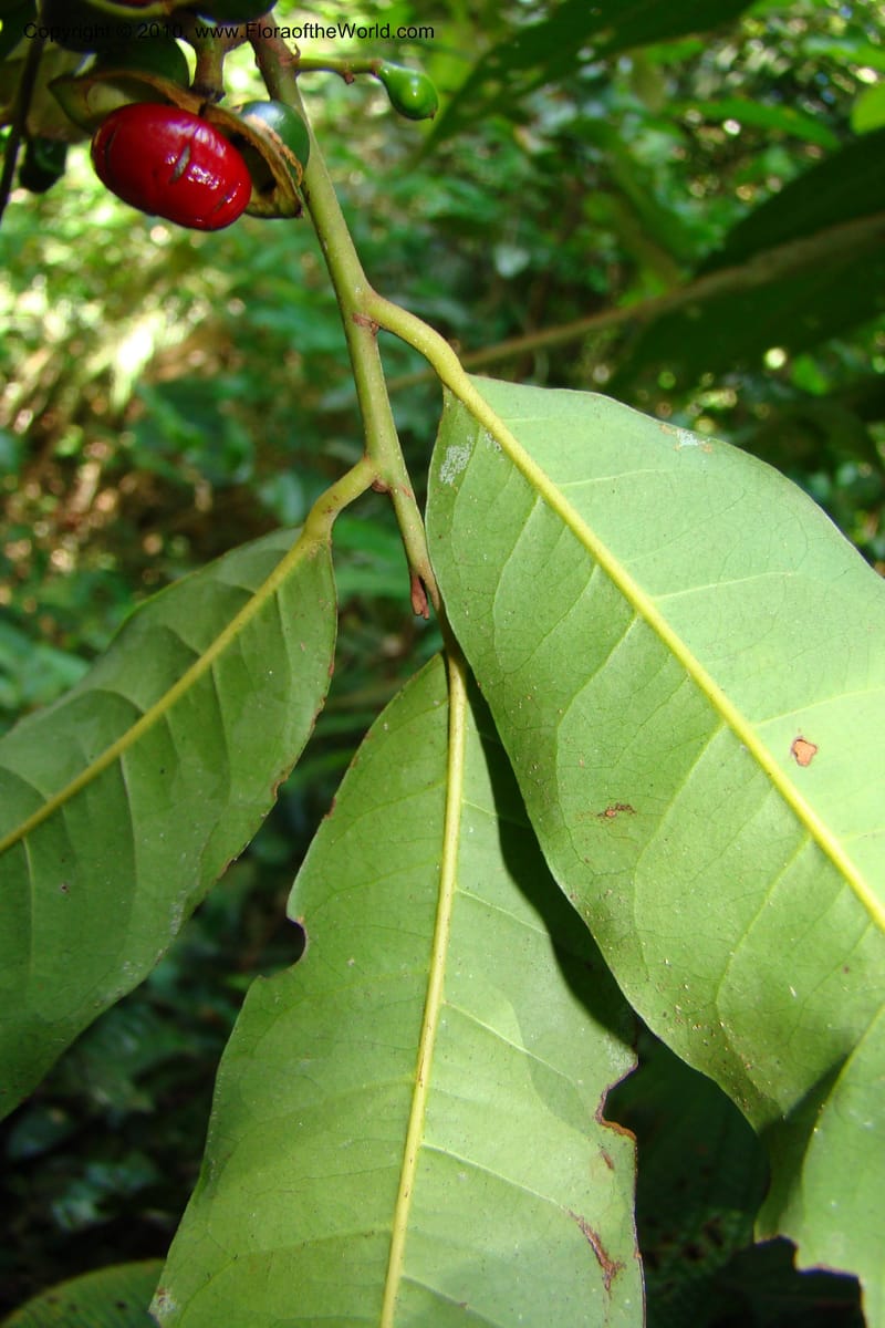 Iryanthera tessmannii, Vasquez 34725--Peru. Loreto. Dist. Nauta. Miraflores, Rio Tigre. 9 Nov 08. 265.jpg