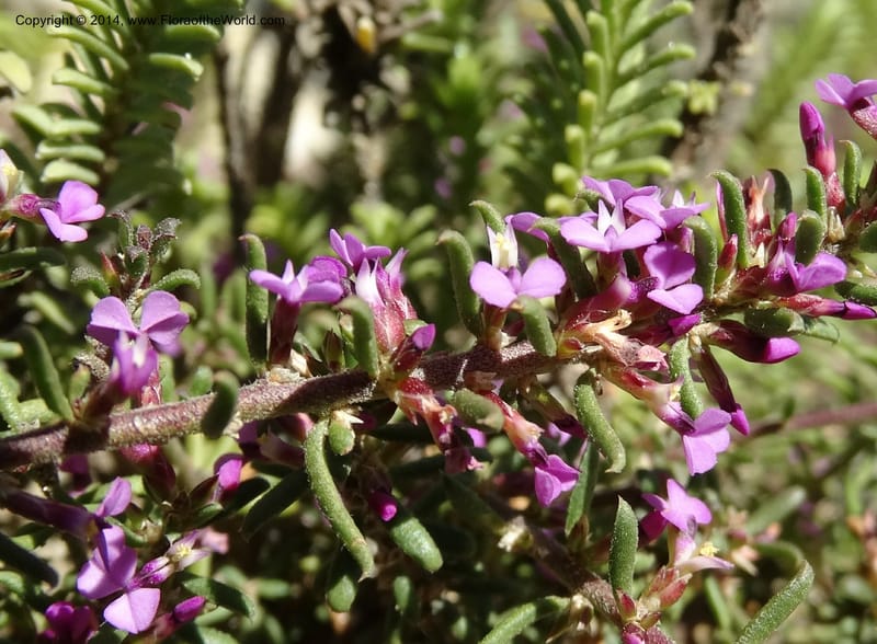 Muraltia satureioides, Davidson, C 12304--South Africa. Western Cape. De Hoop Nature Res. 22 Jan 2014. DSC01681 (85).JPG