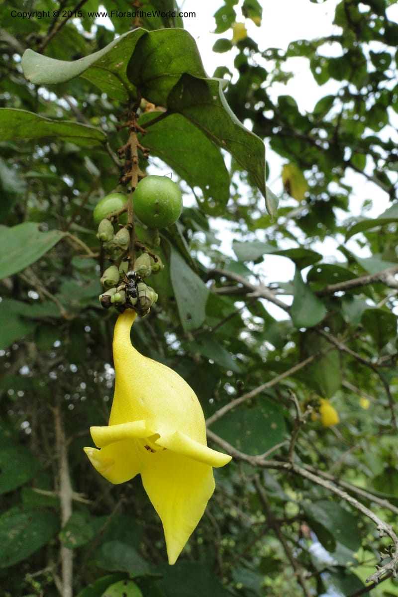 Gmelina, Regalado 1951--Viet Nam. Forest Block 19. 15 May 2011. 132 (5).jpg