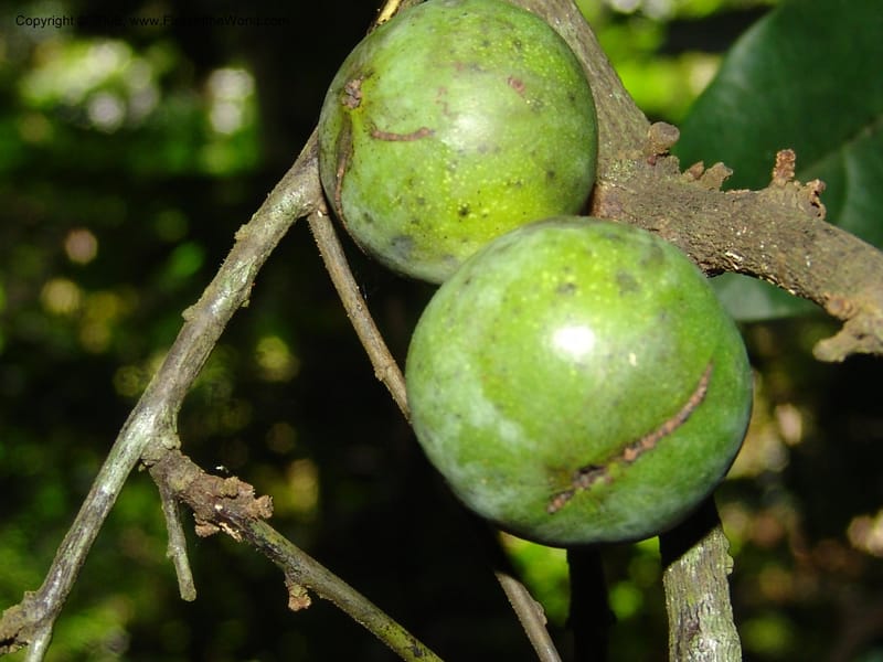 Diospyros, MLeal1141--Gabon. Prov. Ogooue-Iv. Res. Lope. Sommet Main. 19 Apr 06. 196.jpg