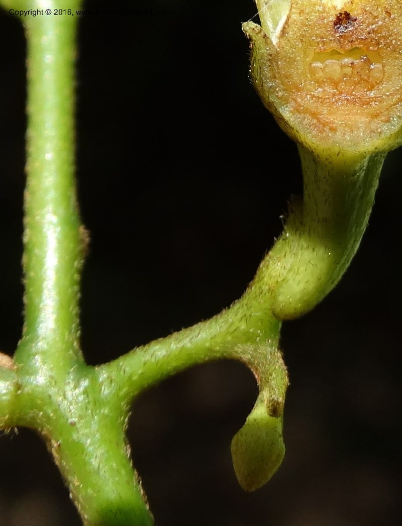 Artabotrys, Davidson, C 12924--Sabah. Kinabalu Nat. Park. Bundu Tuhan View Trail. 28 Mar 2015. DSC00951 (247).JPG