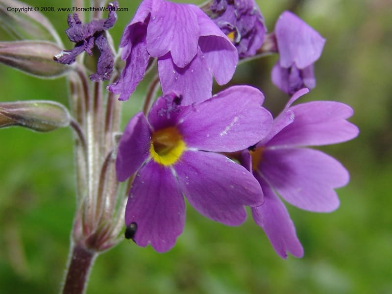 Primula amoena--Georgia. Kazbeki . Trail-road to Sameba Church. 2 Jun 05. 084.jpg