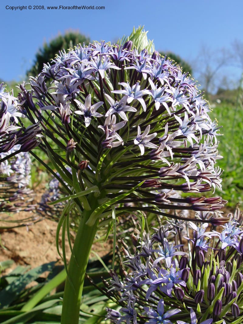 Scilla peruviana, 1999.1461--Spain. Barcelona Botanic Garden. 19 Apr 04. 042.jpg