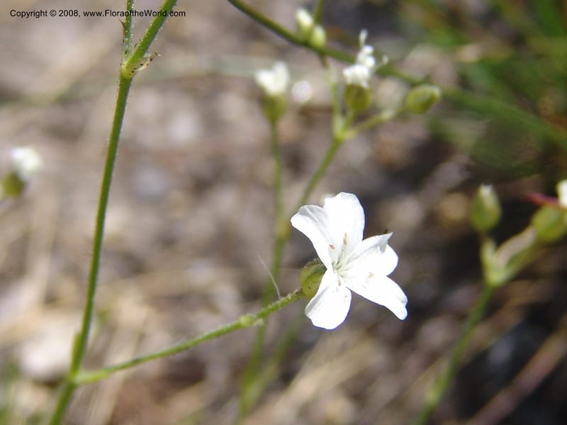 Arenaria congesta, CDavidson10978--ID. Idaho Co. Rocky slope S. of Josephine Lake.  25 Jul 06. 069.jpg