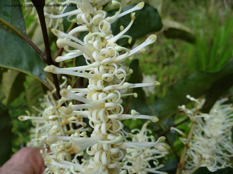 Cardwellia sublimis, Gray, B 9635--Australia. Queensland. Palmerston Highway. 12 Nov 2013. DSC08251 (12).JPG