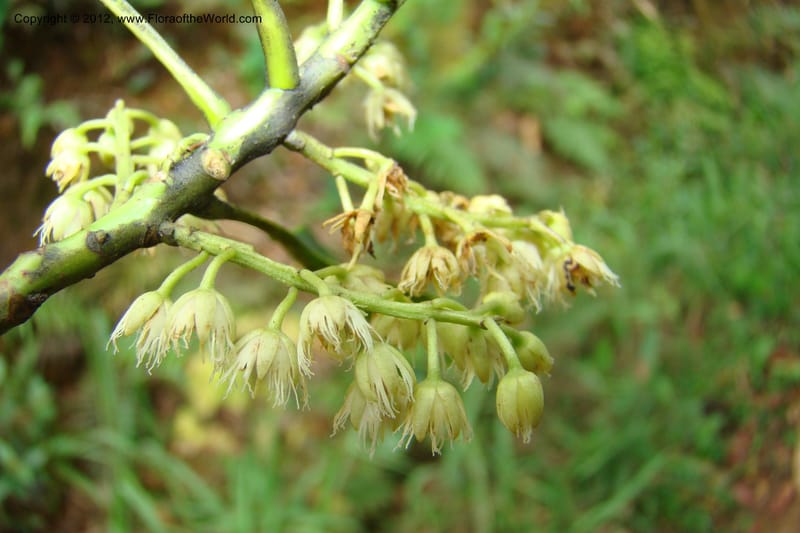 Elaeocarpus, Regalado 1727--Viet Nam. Thua Thien Hue Prov. Phu Loc Distr. Bach Ma. 13Apr 09. 022.jpg