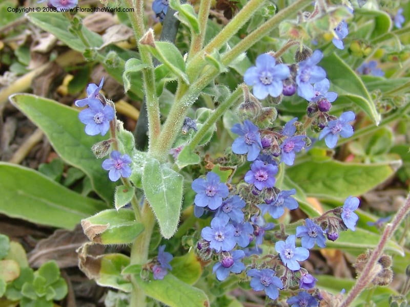 Omphalodes cappadocia, 90.2319--CA. UC Berkeley Bot. Garden. 31 May 07. 493.jpg