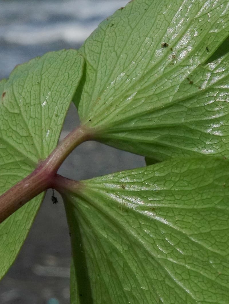 Ligusticum scoticum subsp. hultenii, Boufford 43939--Japan. Hokkaido. Konpira Cape. 5 Aug 2016. DSC01214 (15).JPG