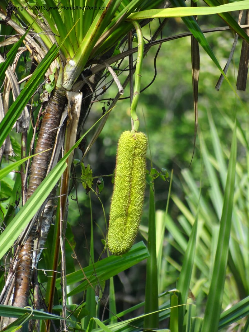 Pandanus helicopus, Callmander 1023--Sabah. Klias Forest Reserve. 3 Apr 2012. DSC06489 (197).JPG