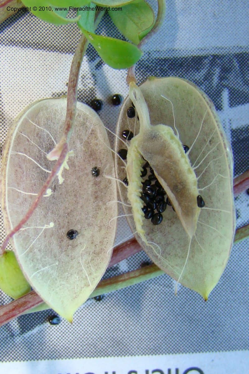 Cysticapnos vesicarius, C. Davidson 11504--South Africa. Western Cape. R27, 5 km N of Velddrif. 24 Aug 09. 092 (3).jpg