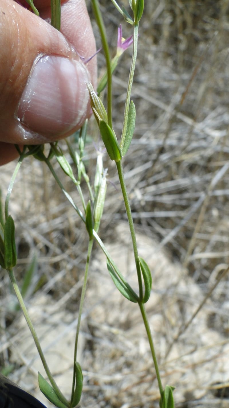 Centaurium, A. G. Miller 3.3--Iraq. Kurdistan. Zaynal, NW of Mawat. 16 June 2010. 119 (8).jpg