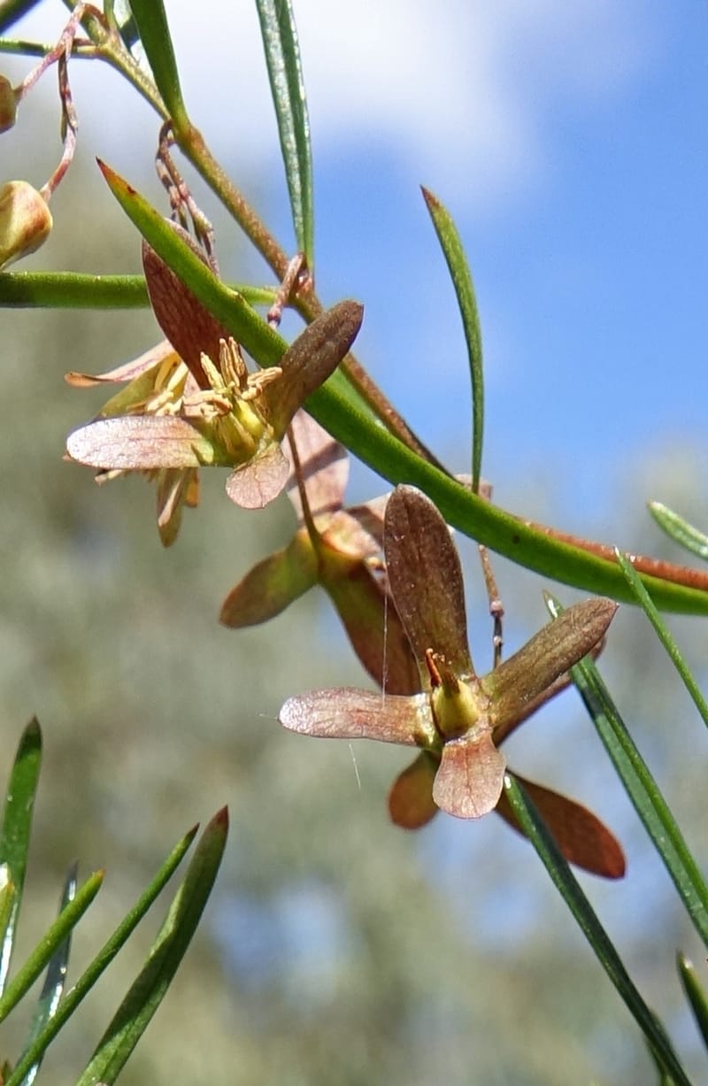 Aphanopetalum clematideum, Davidson, C 13444--Australia. W.A. Geraldton. Chapman River. 25 Oct 2016.  (102).JPG