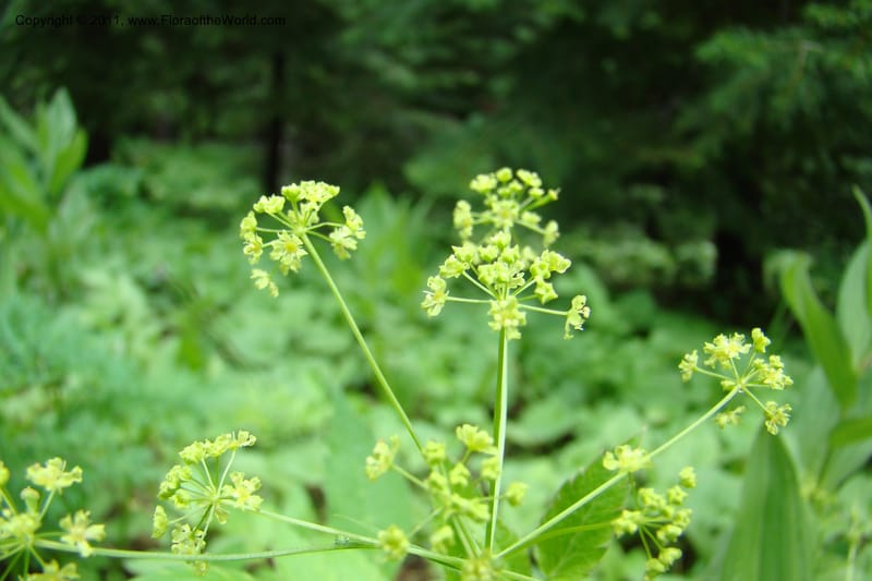 Osmorhiza purpurea, C. Davidson 11422--Idaho. Adams Co. Smokey Boulder Rd. 6 June 2009. 161.jpg