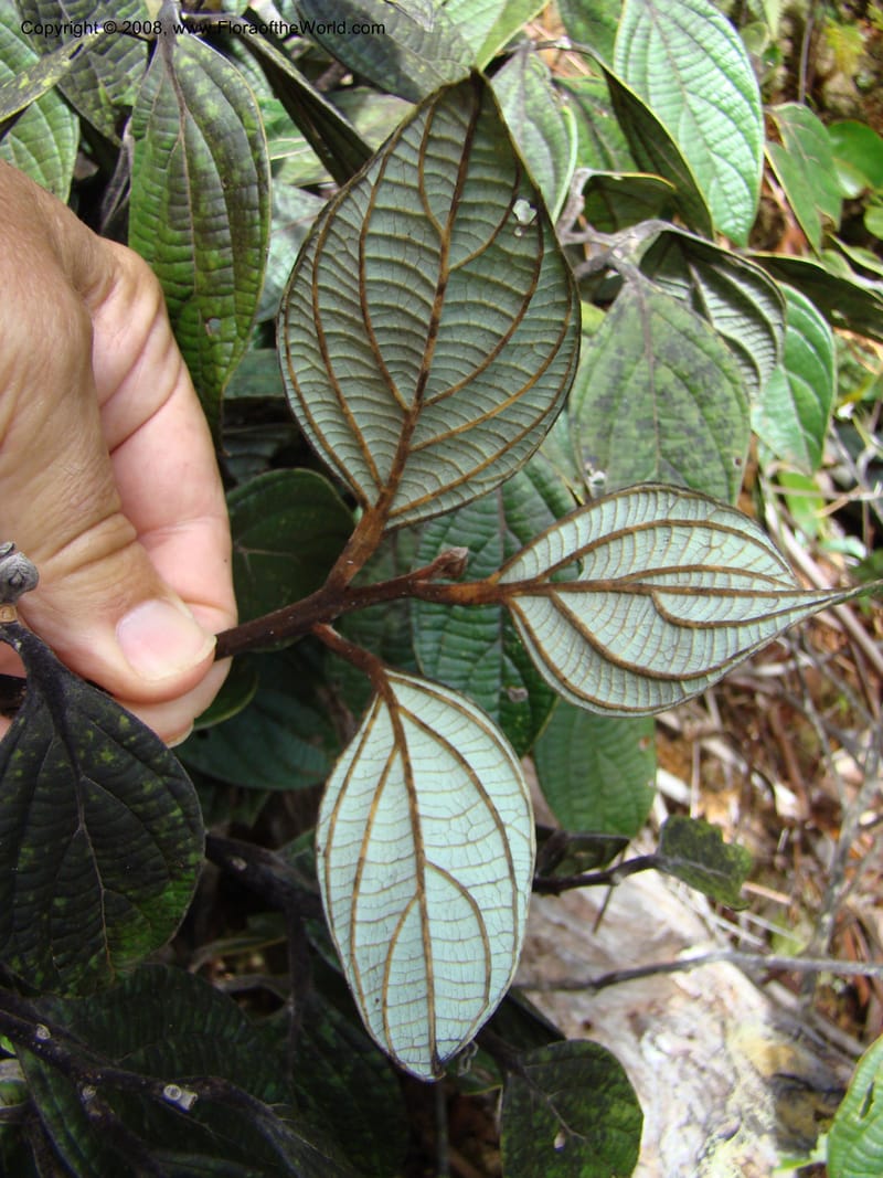 Cryptocarya, JMunzinger4851--New Caledonia. Plateau de Dogny. 19 Nov 07. 145.jpg