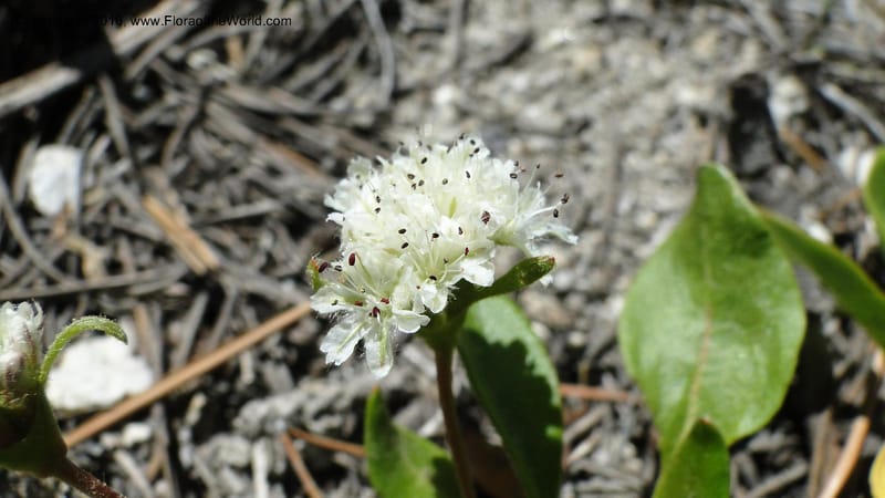 Eriogonum pyrolaeifolium var coryphaeum, C. Davidson 11759--ID. Valley Co. Road to Gold Fork Looklout. 16 July 2010. 109 (5).jpg