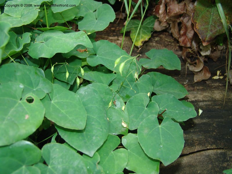 Epimedium colchicum--Georgia. Tbilisi. Central Botanical Garden. 31 May 05. 078.jpg