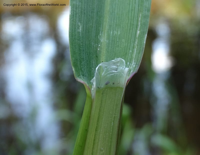 Torreyochloa pallida var. pauciflora, Davidson, C 12609--Idaho. Valley Co. Payette Lake. Sylvan Cr. 20 Jul 2014. DSC00669 (52).JPG