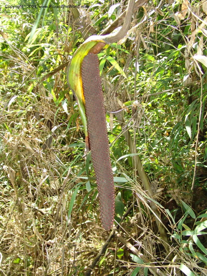 Anthurium--Croat93240.  Quito to Sto. Domingo. 12 Aug 04. 047.jpg